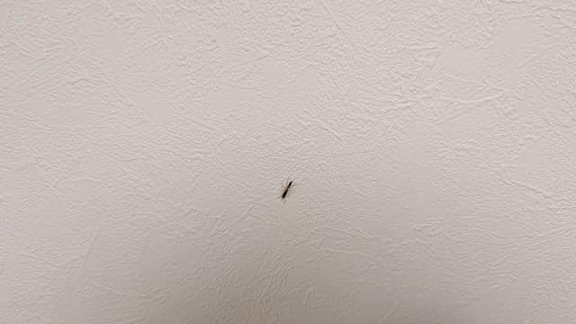 家の中で見つけたやけど虫