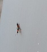やけど虫