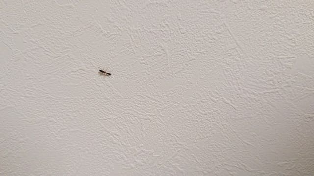 家の中に1匹いたやけど虫