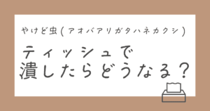 やけど虫をティッシュで潰したあと、どうすればいい？