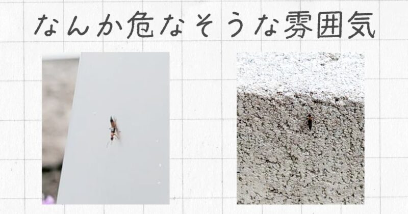 やけど虫