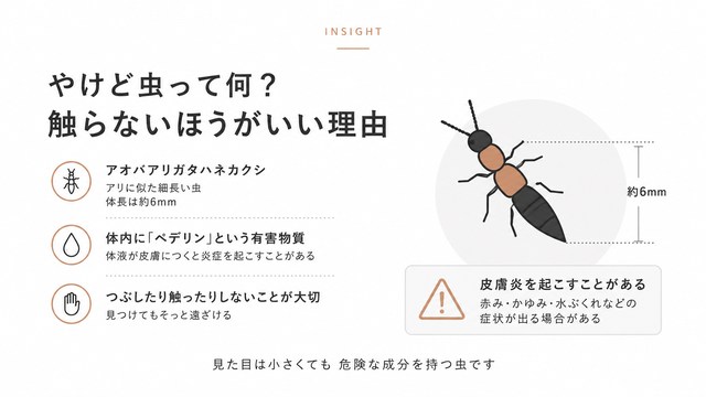 やけど虫ってなに？触らないほうがいい理由